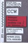 Etikett zu Girardelater werneri (Schimmel, 1999)